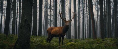 A deer stands in the middle of a forest photo