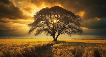 A tree stands in a field with the sun shining through the clouds photo