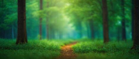 A path through a green forest with trees and grass photo