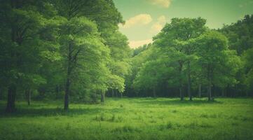 Green forest with trees and grass photo