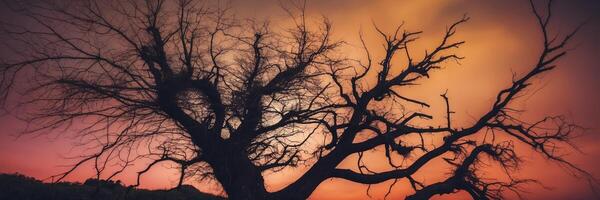 A tree with no leaves in front of a sunset photo