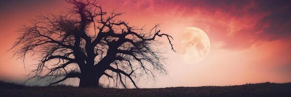 A tree with a full moon in the background photo