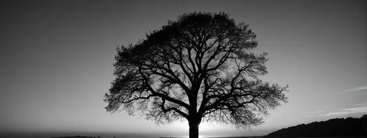 A black and white photo of a tree in the middle of a field