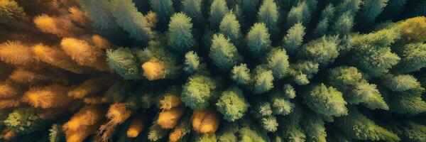 Aerial view of trees in the forest photo