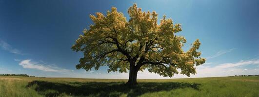 A tree in a field with a blue sky photo