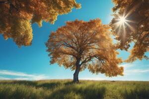 A tree in the middle of a field with the sun shining through photo