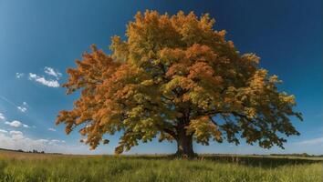 A large tree in a field with a blue sky photo