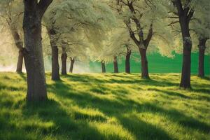 A field of trees with green grass and trees photo