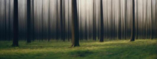 A forest with trees in the background photo