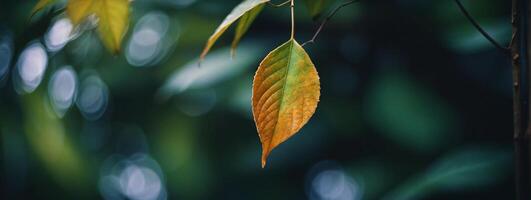 A leaf on a tree with a blurry background photo
