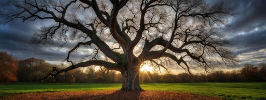 A large tree in the middle of a field photo