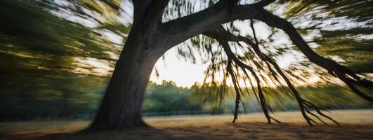 A blurry image of a tree in the grass photo