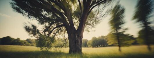 A blurry image of a tree in a field photo