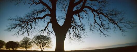 A tree with no leaves in the middle of a field photo