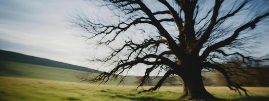 A blurry image of a tree in a field photo