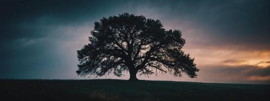 A lone tree stands in the middle of a field photo