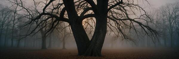 A tree in the fog with no leaves photo