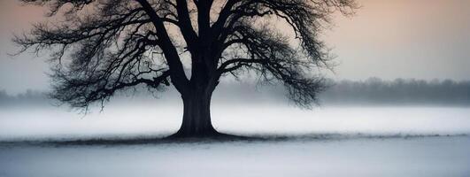 A lone tree stands in the fog on a snowy field photo