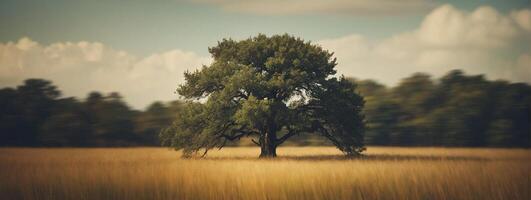 A lone tree in a field with a sky background photo