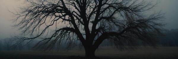 A tree in the fog with no leaves photo