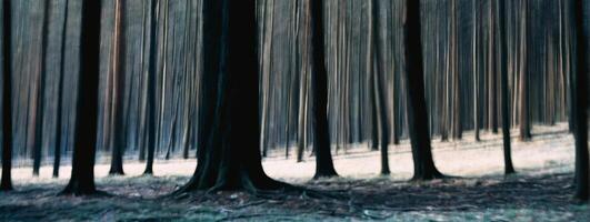 A forest with many tall trees in the middle photo
