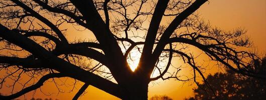 The sun is setting behind a tree in the background photo