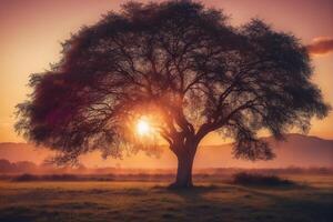 A tree in the middle of a field at sunset photo