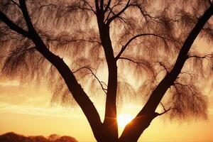 A tree with a sunset in the background photo