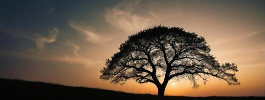 A lone tree stands in the middle of a field at sunset photo