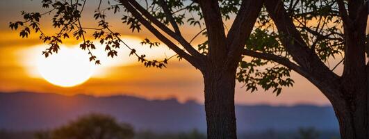 A tree with a sunset in the background photo