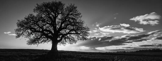 Black and white photo of a tree in a field