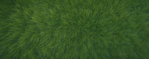 A green grass field with a lot of grass photo