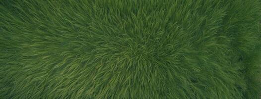 A green field with grass and trees photo
