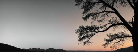 A tree stands in front of a mountain range at sunset photo