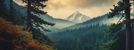 Mountain landscape with trees and fog photo