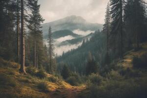 A forest path in the mountains with trees and fog photo