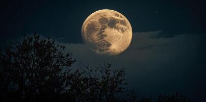 The moon is seen in the sky with trees in the foreground photo