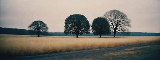 Three trees in a field with tall grass photo