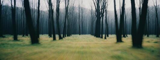 A forest with trees in the background photo