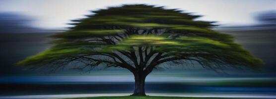 A blurry image of a tree in motion photo