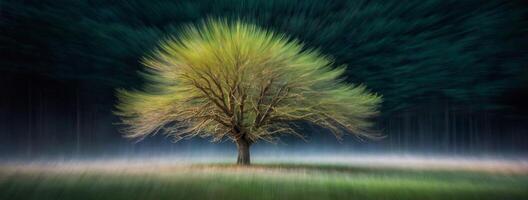 A blurry image of a tree in the middle of a field photo
