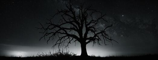A lone tree stands in the middle of a field at night photo