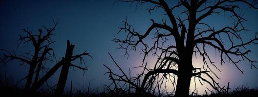 Dead trees at night with moon in the background photo