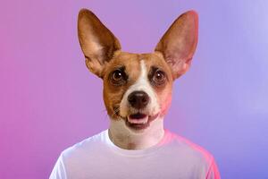 A cheerful dog with large ears and a friendly expression stands in front of a vibrant background. The dog wears a white t-shirt, captivated by the colorful lighting around it. photo