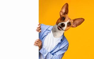 A dog with a blue shirt is peeking around a white sign, with a yellow background behind it. The dog is looking directly at the camera with a happy expression and its tongue sticking out photo
