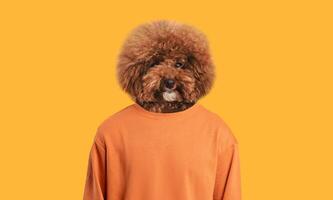 A fluffy dog with a distinctive coat stands cheerfully, donning a cozy orange sweater. Its playful demeanor contrasts vividly with the bright yellow background, highlighting its adorable features. photo