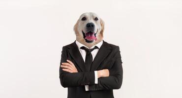 A well-dressed individual stands confidently with arms crossed, sporting the head of a golden retriever. The minimalist background highlights this unusual combination photo