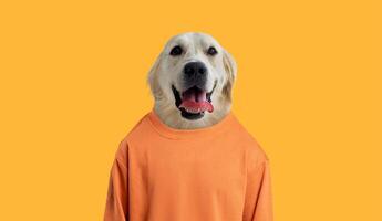 A cheerful golden retriever sits proudly, wearing a bright orange sweater that contrasts vividly with the yellow background. The dog's expression radiates joy, showcasing its playful nature. photo