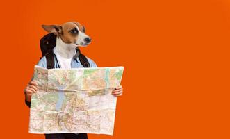 A dog wearing a backpack and holding a map looks thoughtfully at the map in front of a solid orange background. photo