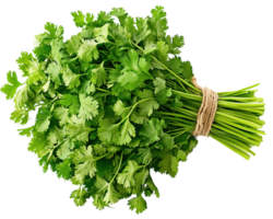 Fresh bunch of vibrant coriander herbs perfectly arranged on a clean white background png